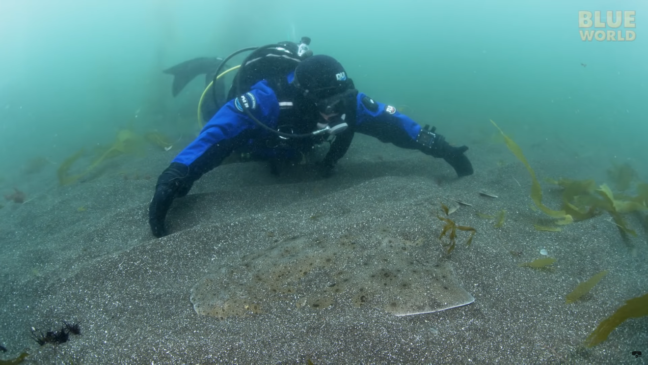 Hiu Bersayap yang Terancam Punah 'Angelshark'