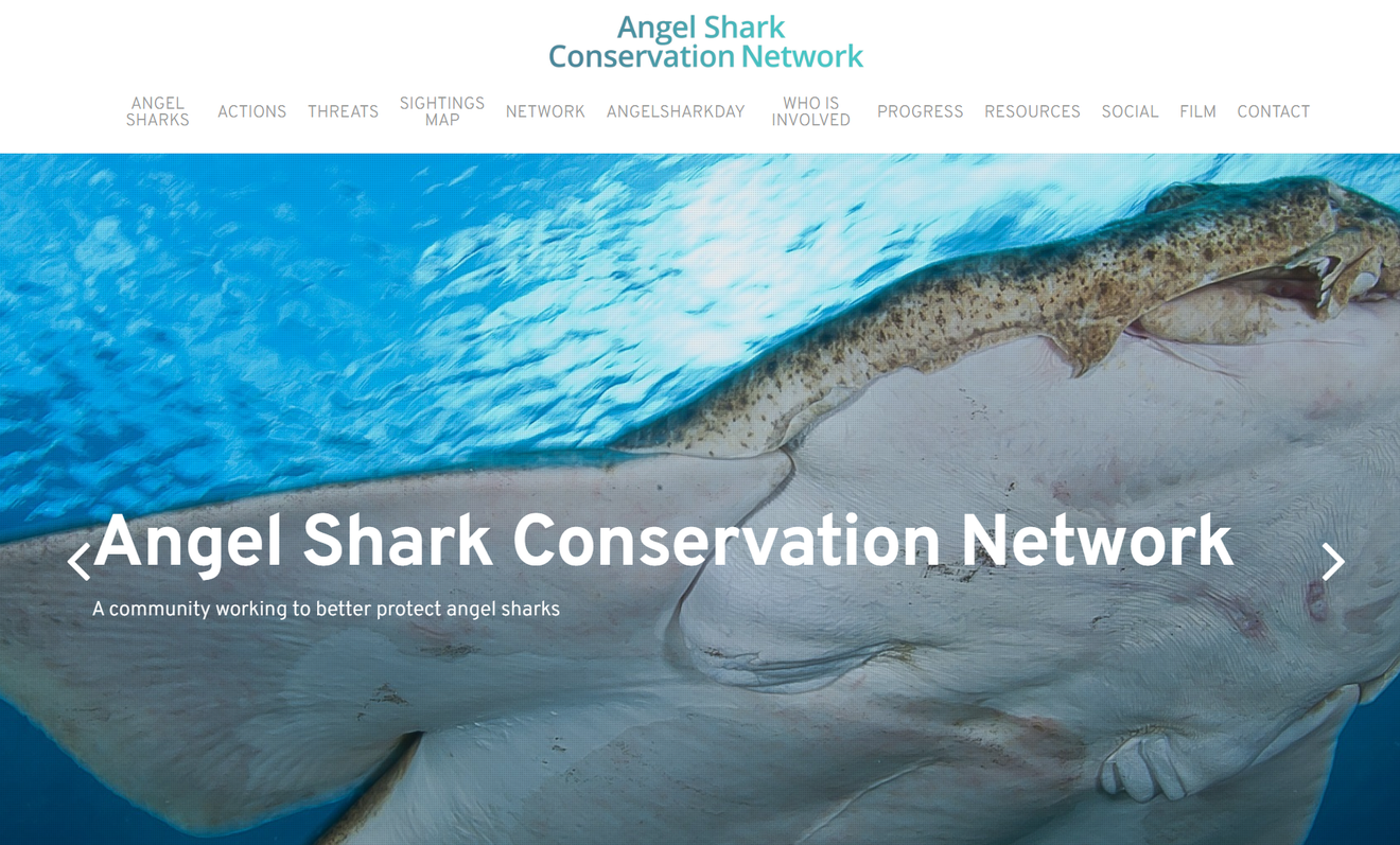 Hiu Bersayap yang Terancam Punah 'Angelshark'