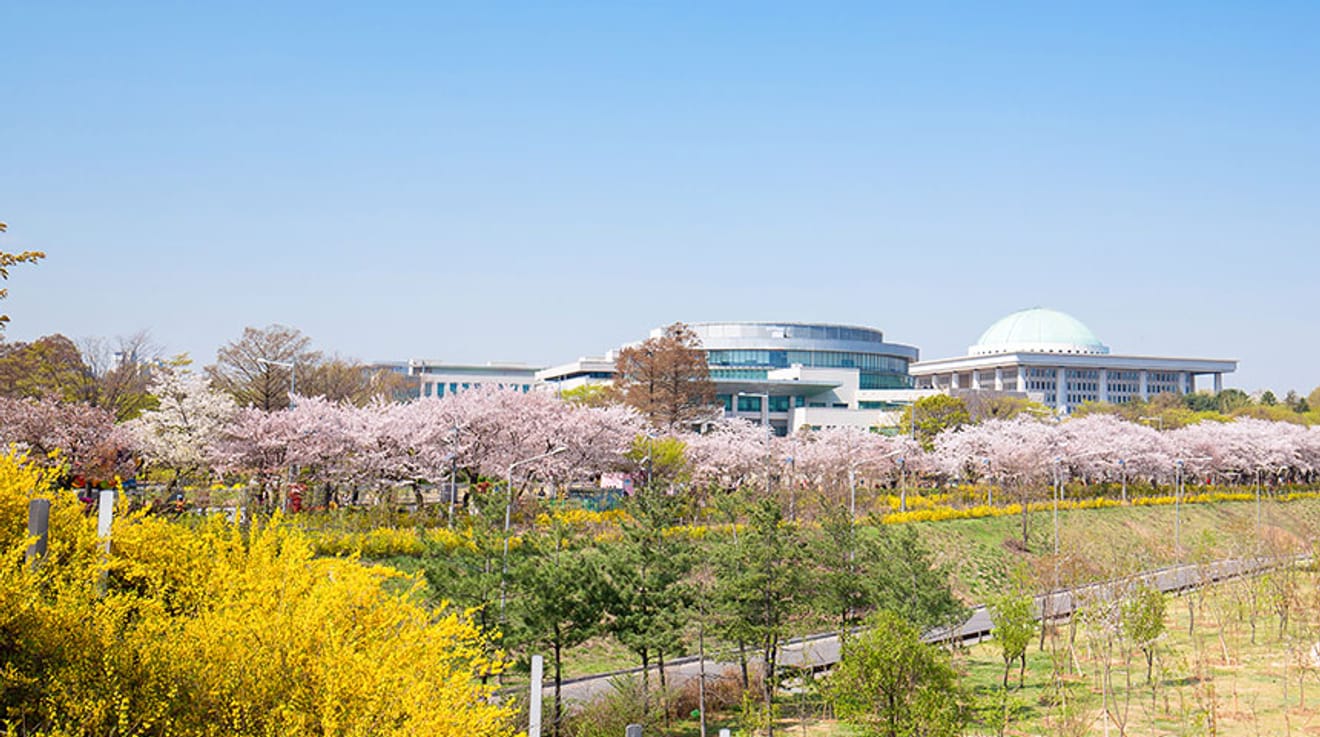 Pink in Spring! Top 10 Cherry Blossom Spots in Seoul for 2024