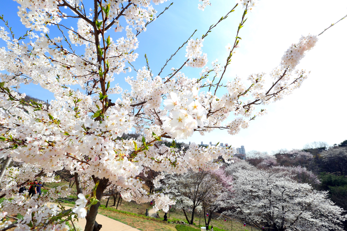 Pink in Spring! Top 10 Cherry Blossom Spots in Seoul for 2024