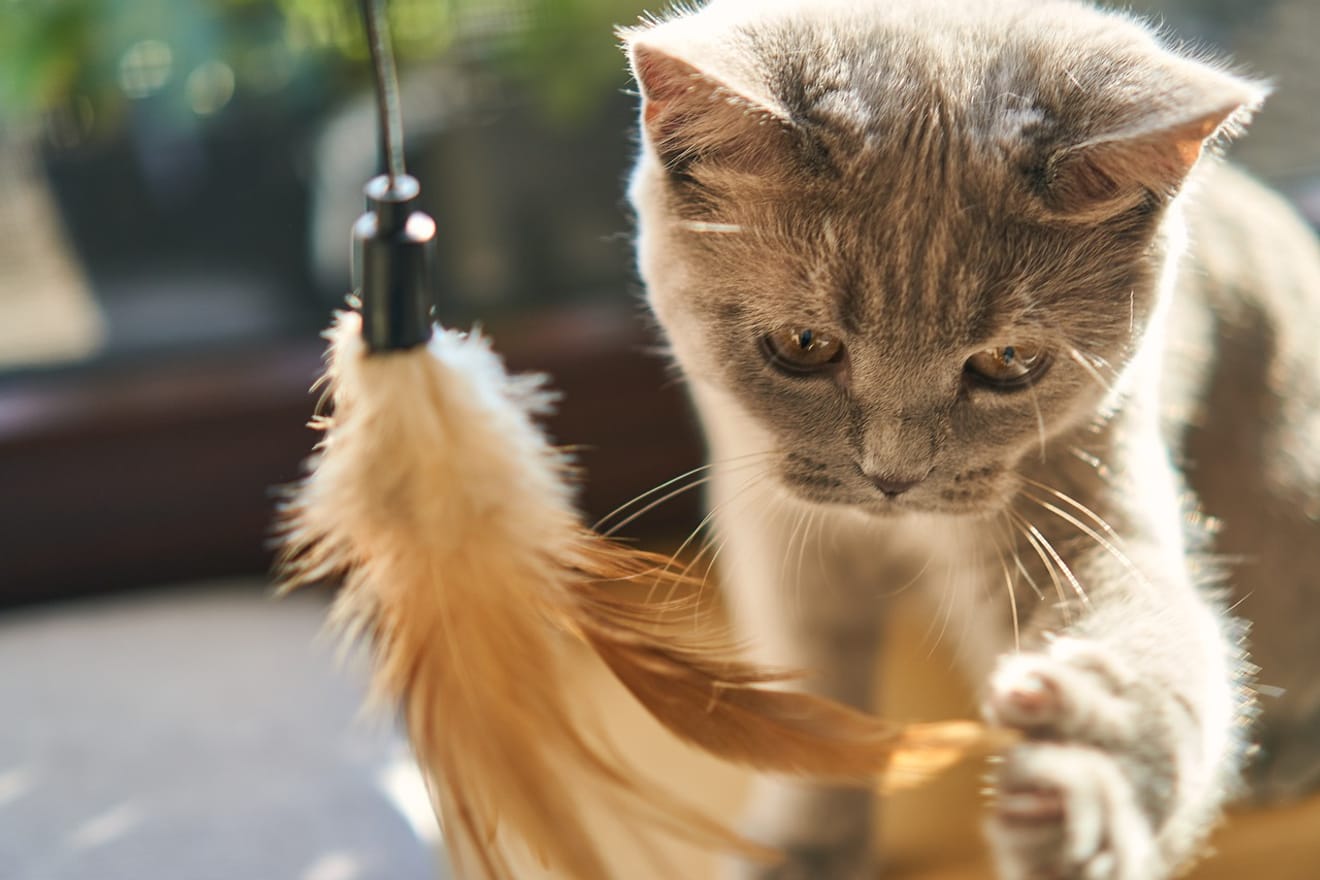 Kedi Oyuncak Önerileri