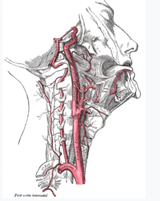 Acute Endocarditis: Symptoms, Causes, Mortality, Treatment, Surgery, and Characteristics