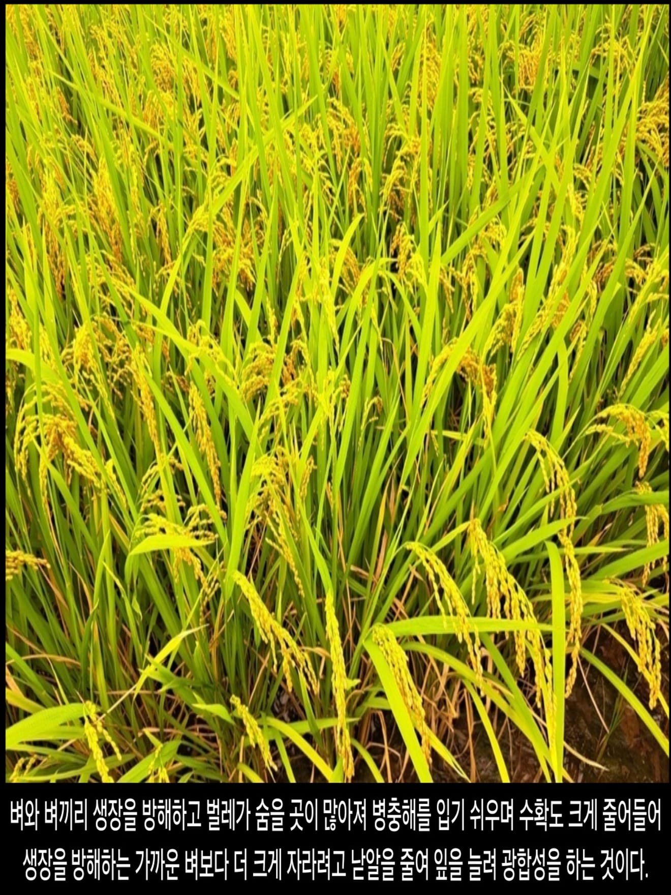 <DHC> นโยบายที่น่าสลดใจที่สุดในประวัติศาสตร์จีน การก้าวกระโดดครั้งใหญ่ ซึ่งทำให้ผู้คนหลายสิบล้านคนต้องเผชิญกับความตาย