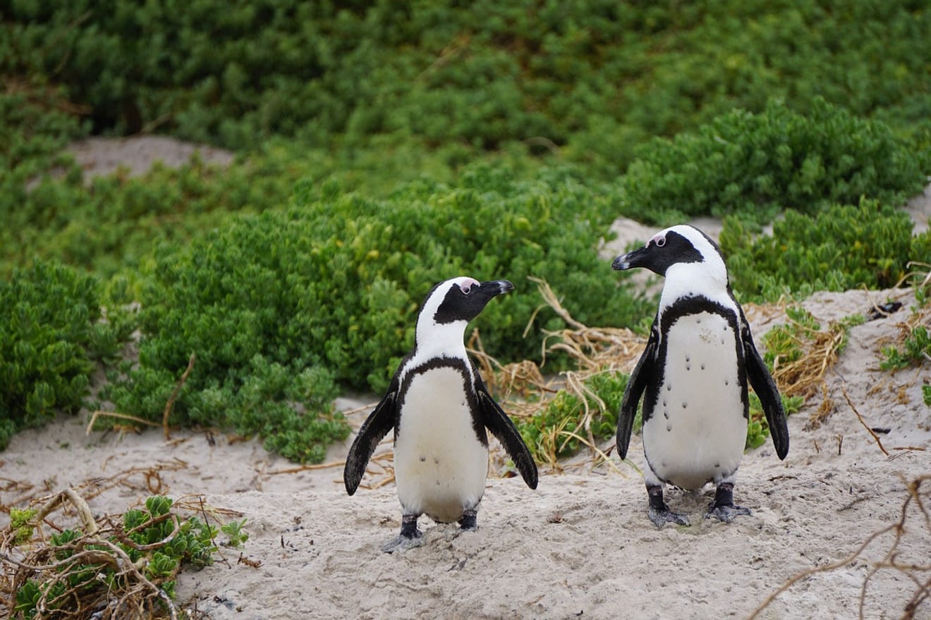 Anche in Africa vivono i pinguini?