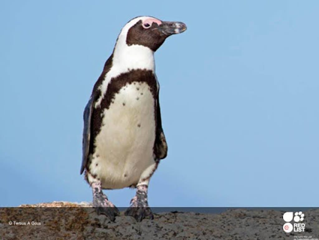 Anche in Africa vivono i pinguini?