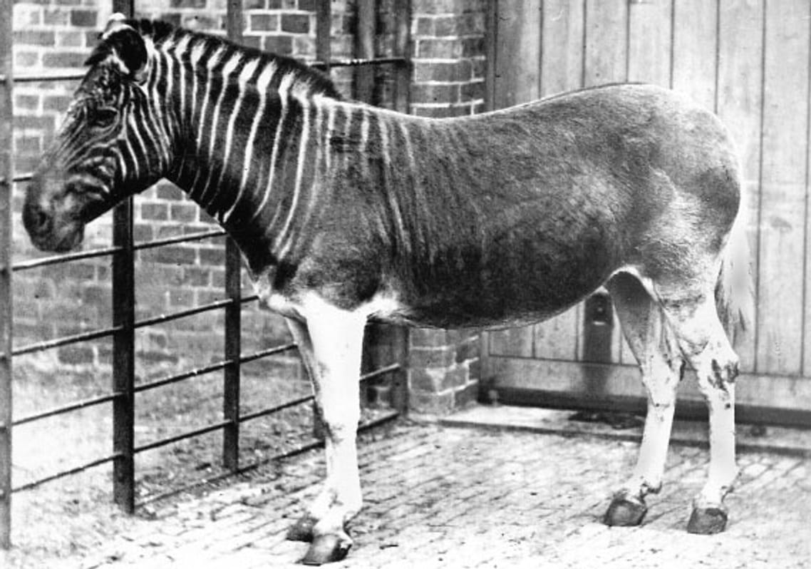 L'histoire du quagga, une zèbre éteinte, et du zèbre de Grévy, une espèce menacée d'extinction