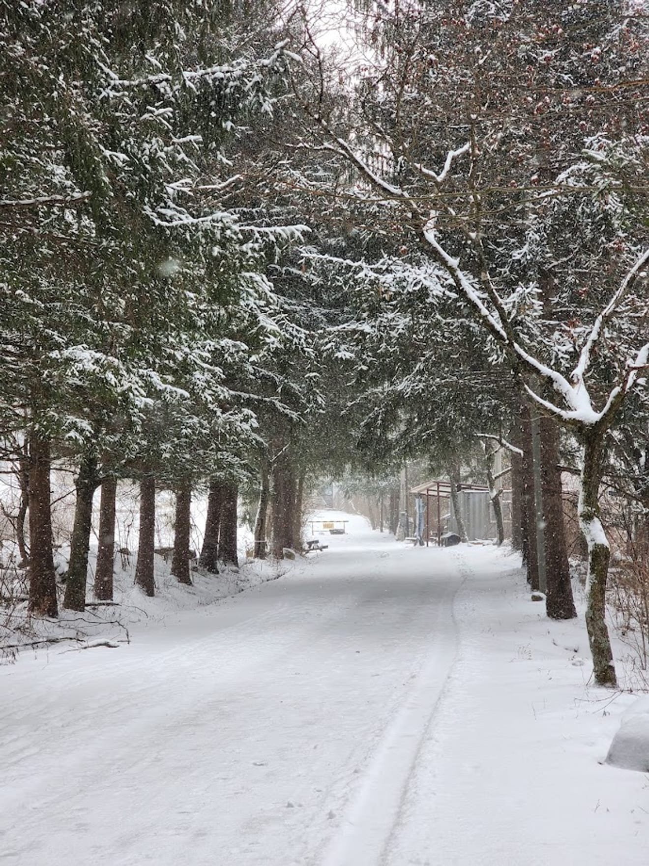 [National Park Stamp Tour] 13. Easy Snow Hiking in Naejangsan with a Cable Car, Even for Beginners