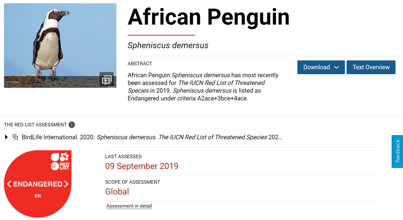 Anche in Africa vivono i pinguini?