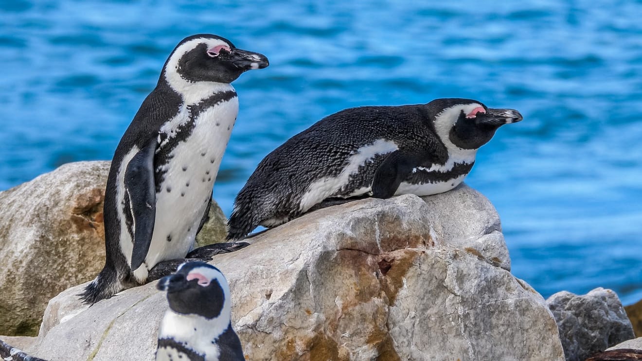Anche in Africa vivono i pinguini?