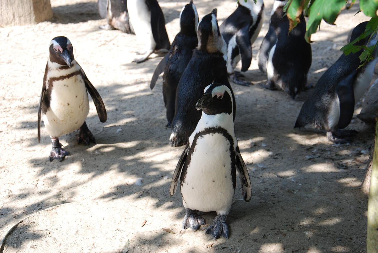 Anche in Africa vivono i pinguini?