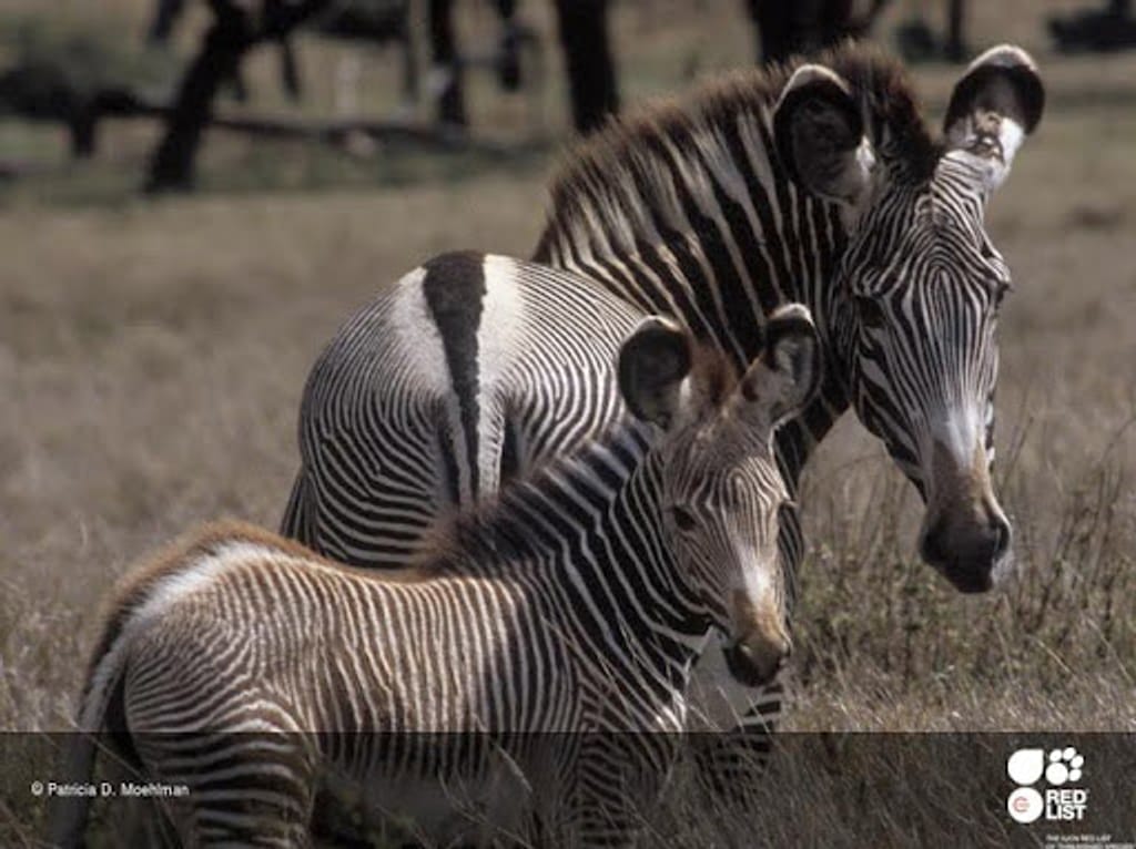 L'histoire du quagga, une zèbre éteinte, et du zèbre de Grévy, une espèce menacée d'extinction